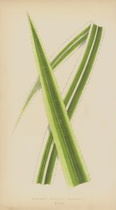 Pandanus Javanicus Variegatus da English School